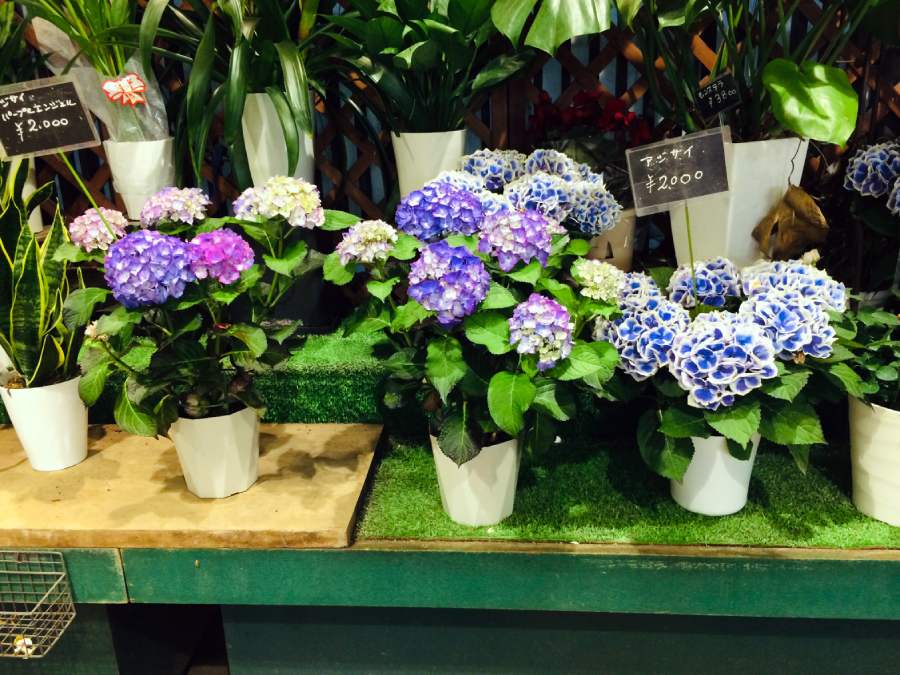 紫陽花盆栽、繡球花盆栽