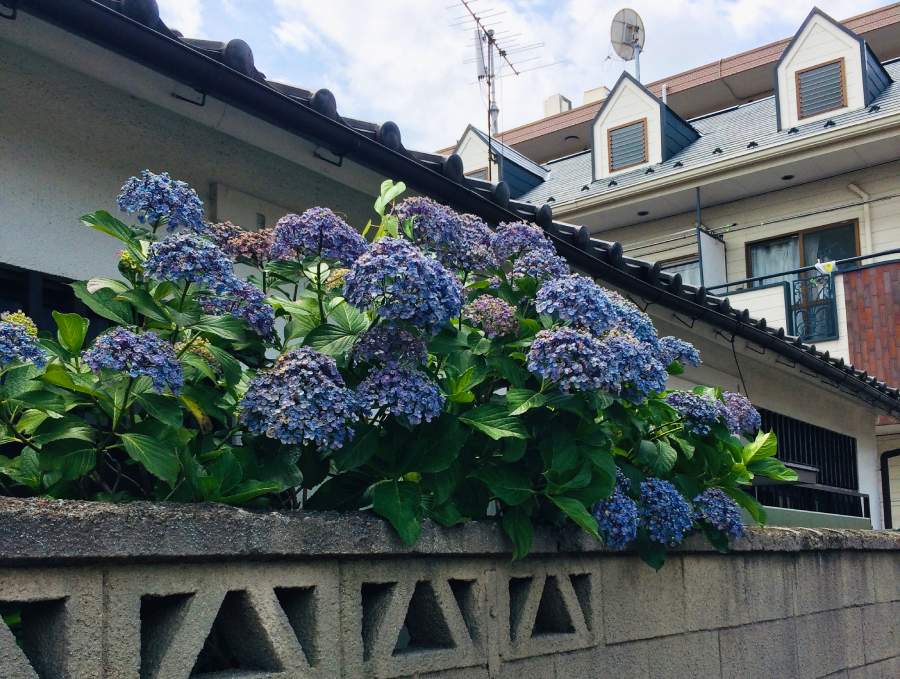 紫陽花